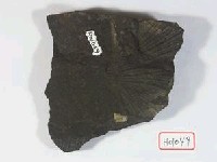 藏品(殼類)的圖片